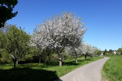 Obstwiese 1